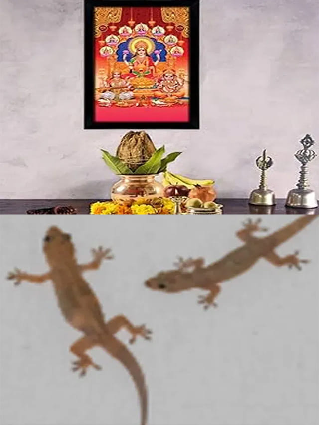 దేవుడి గదిలో బల్లి కనిపిస్తే శుభమా? ఈ విషయాలు తప్పక తెలుసుకోండి!