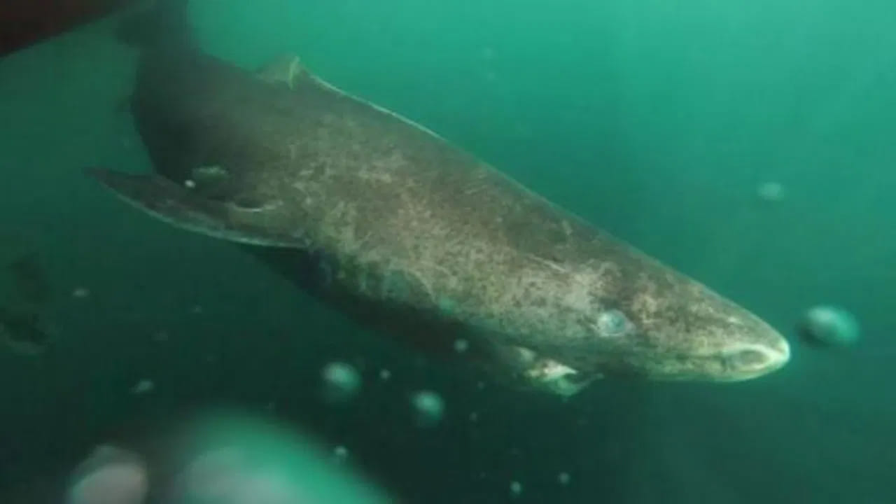 Longest Living Animals