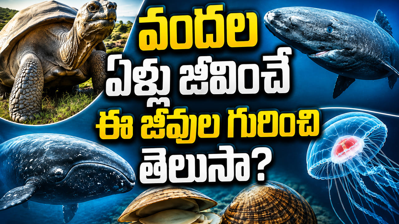 100, 200కాదు.. 500 ఏళ్లకు పైగా బతికే ఈ జీవుల గురించి తెలుసా? ప్రకృతి సృష్టించిన..
