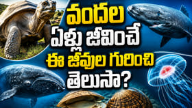 100, 200కాదు.. 500 ఏళ్లకు పైగా బతికే ఈ జీవుల గురించి తెలుసా?