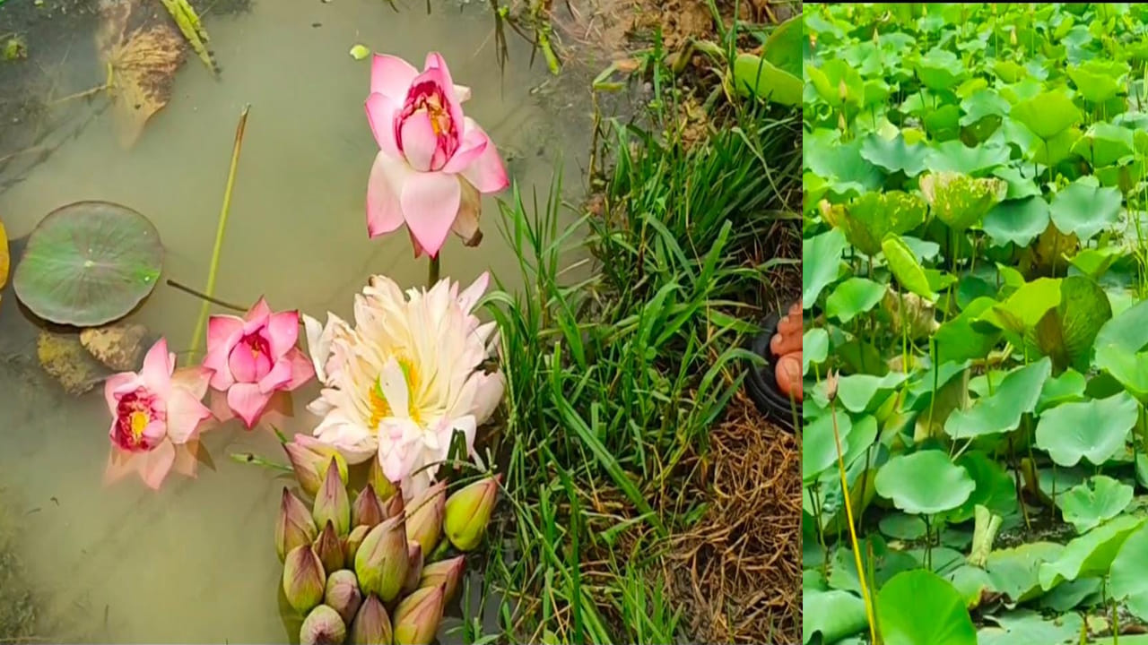 Lotus cultivation: ఎకరం వరి చేలలో తామర సాగు.. భారీగా లాభాలు అర్ధిస్తున్న తండ్రి కొడుకులు