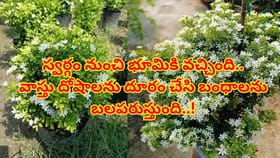 ఇంద్రుని తోటలోని ఈ మొక్క మీ ఇంటి అదృష్టాన్ని మార్చివేస్తుంది..!