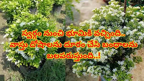 ఇంద్రుని తోటలోని ఈ మొక్క మీ ఇంటి అదృష్టాన్ని మార్చివేస్తుంది..! ఎక్కడైనా కనిపిస్తే వెంటనే తెచ్చేసుకోండి..