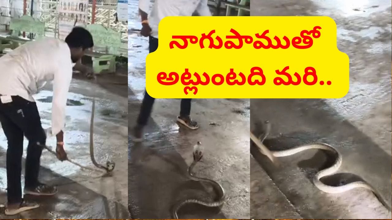 మహానంది ఆలయంలో నాగుపాము ప్రత్యక్షమై ఏం చేసిందో తెలుసా..? వీడియో చూడండి..