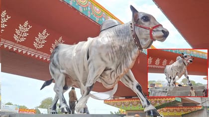కండలు తిరిగిన దేహం.. దర్పం ఉట్టిపడే రూపం..ఒంగోలులో 12అడుగుల గిత్త