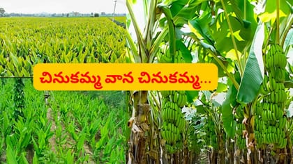 వర్షం కురిసింది.. పంట మురిసింది..