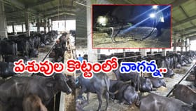 13 అడుగుల పొడవు.. 6.5 కిలోల బరువు.. పశువుల కొట్టంలో దూరి హల్చల్!