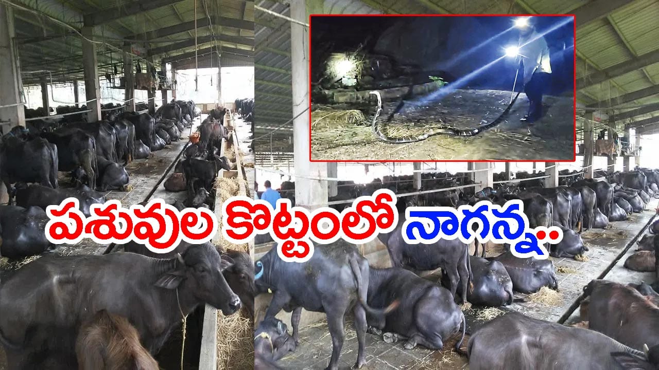 13 అడుగుల పొడవు.. 6.5 కిలోల బరువు.. పశువుల కొట్టంలో దూరి హల్చల్! ఊరంతా పరుగులు