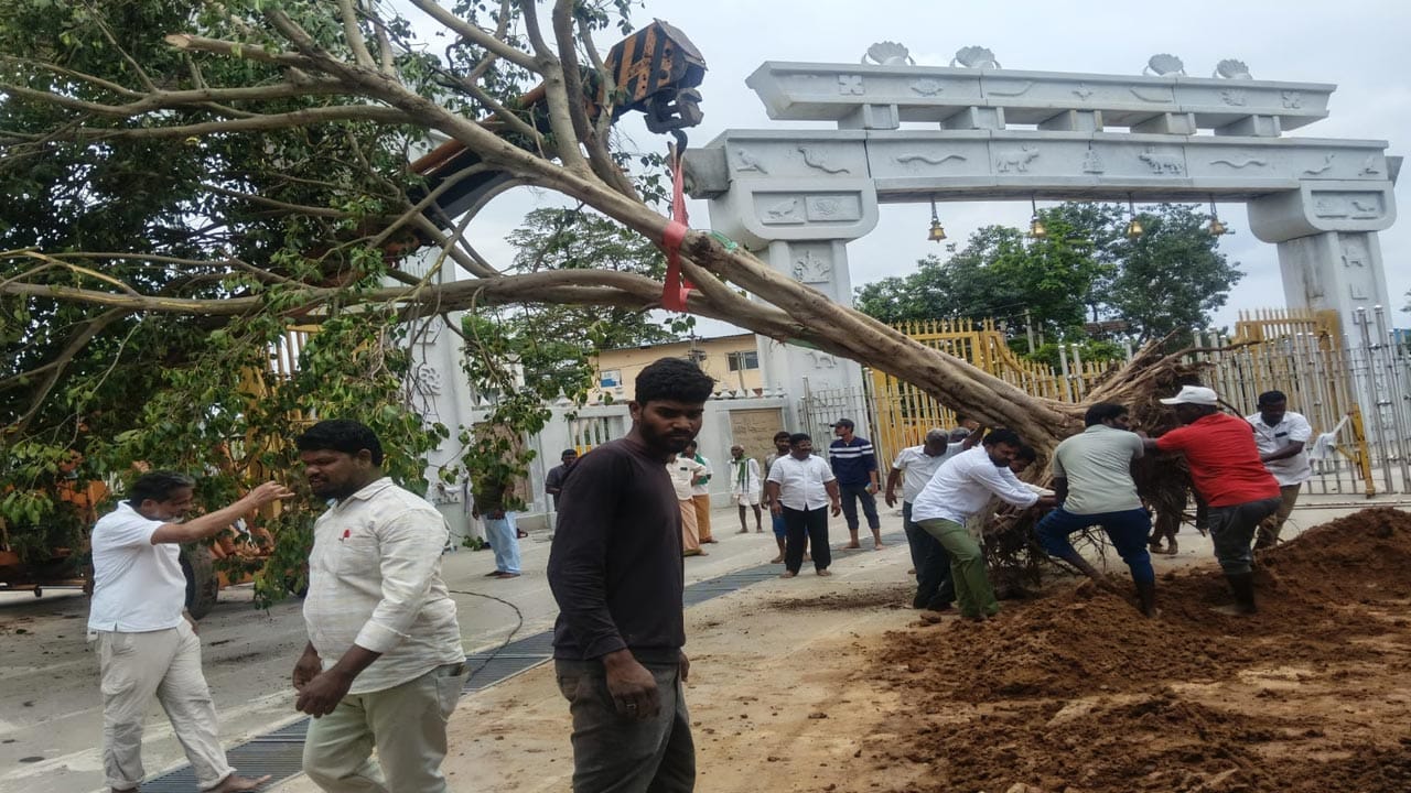 అయితే సమ్మక్క సారక్క జాతరకు భక్తుల తాకిడి పెరిగినా కొద్దీ ఆ జువ్విచెట్టు ఆయుష్షు తిరిగిపోయింది..జువ్విచెట్టు వద్ద పూజలు నిర్వహించడం, బెరడును చాలామంది అక్కడి నుంచి తెంచుకుపోవడంతో కాలక్రమేనా ఈ భారీవృక్షం ఎండిపోయింది. ఆ తర్వాత అనేకసార్లు జువ్విచెట్టు మొక్కను అక్కడ ప్రతిష్టించి పెంచడం కోసం ఆదివాసి పూజారులు ప్రయత్నాలు చేశారు కానీ ఫలితం దక్కలేదు..