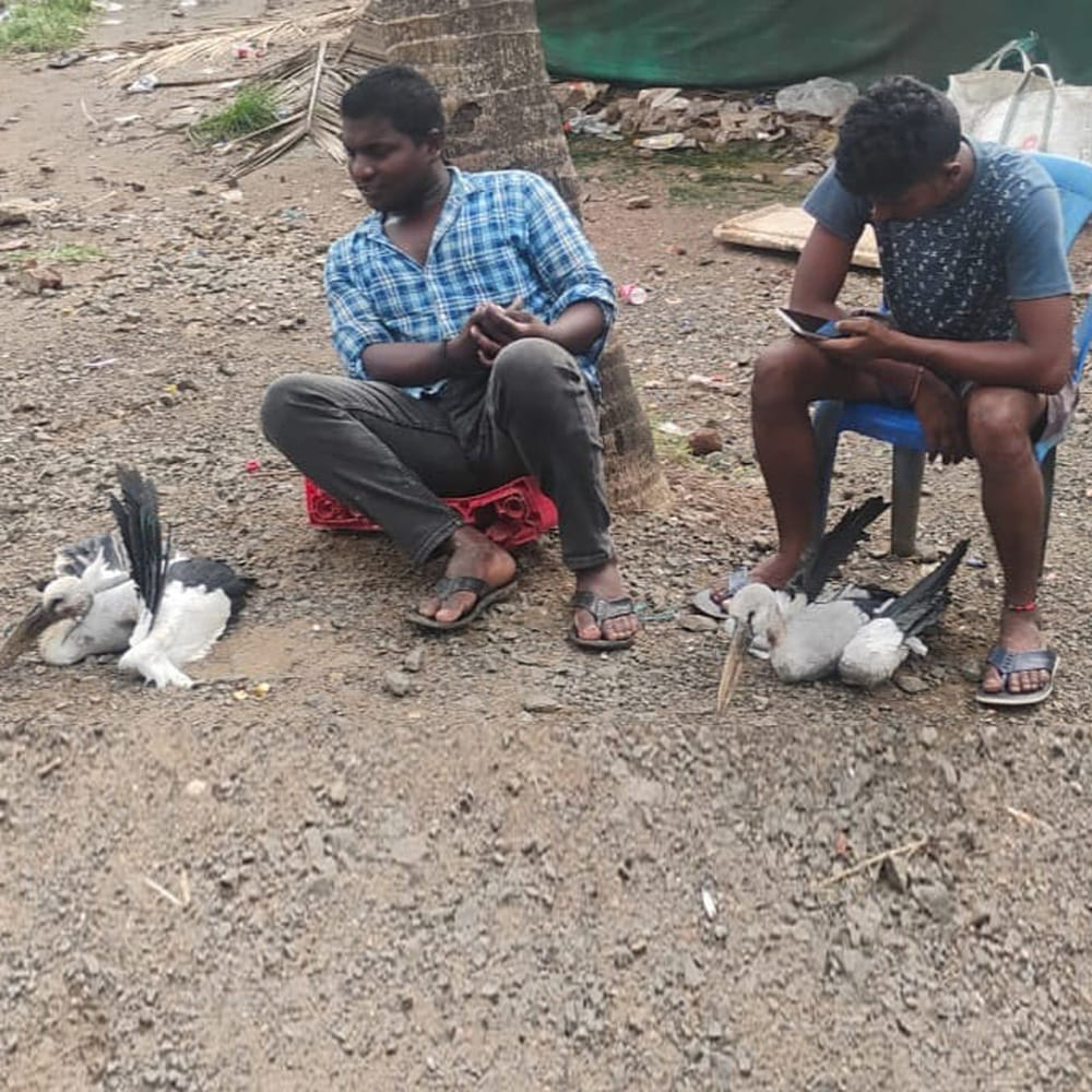 వేలాది పక్షులు ఒకేచోట గూళ్లు ఏర్పాటు చేసుకుని, ఉదయం నుంచి సాయంత్రం వరకు చేసే సందడి మధ్యలంకకు ప్రత్యేక ఆకర్షణగా మారింది. పక్షుల కిలకిలారావాలతో ఈ ప్రాంతం సందడిగా కనిపిస్తోంది. తమ ప్రాంతానికి ఇంత పెద్ద సంఖ్యలో వలస పక్షులు రావడం ఎంతో ఆనందంగా ఉందని స్థానికులు చెబుతున్నారు.