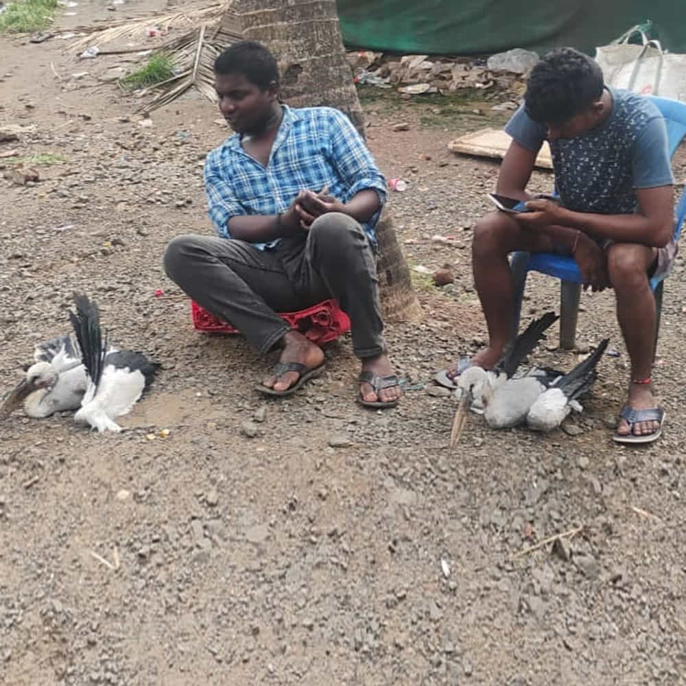వేలాది పక్షులు ఒకేచోట గూళ్లు ఏర్పాటు చేసుకుని, ఉదయం నుంచి సాయంత్రం వరకు చేసే సందడి మధ్యలంకకు ప్రత్యేక ఆకర్షణగా మారింది. పక్షుల కిలకిలారావాలతో ఈ ప్రాంతం సందడిగా కనిపిస్తోంది. తమ ప్రాంతానికి ఇంత పెద్ద సంఖ్యలో వలస పక్షులు రావడం ఎంతో ఆనందంగా ఉందని స్థానికులు చెబుతున్నారు.
