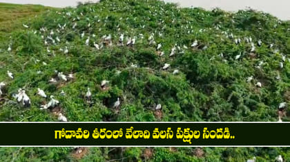 గోదావరి తీరంలో వేలాది వలస పక్షుల సందడి..
