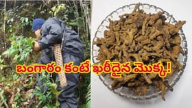 బంగారం కంటే ఖరీదైన మొక్క..కిలో ధర తెలిస్తే కళ్లు బైర్లు కమ్ముతాయ్
