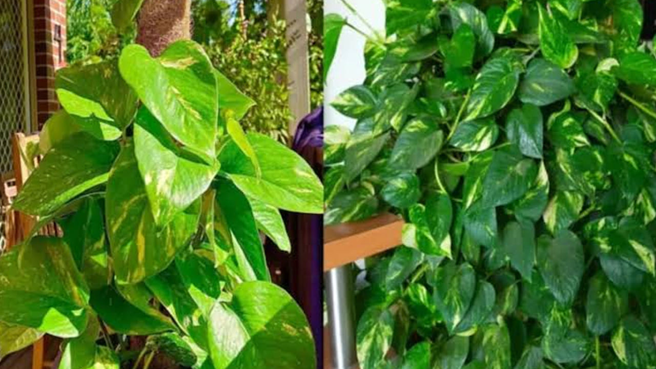 Money Plant 1