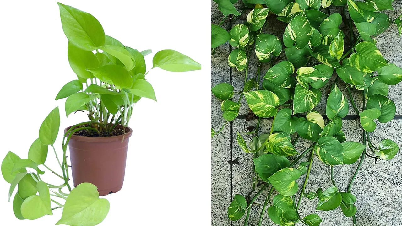 Money Plant 2