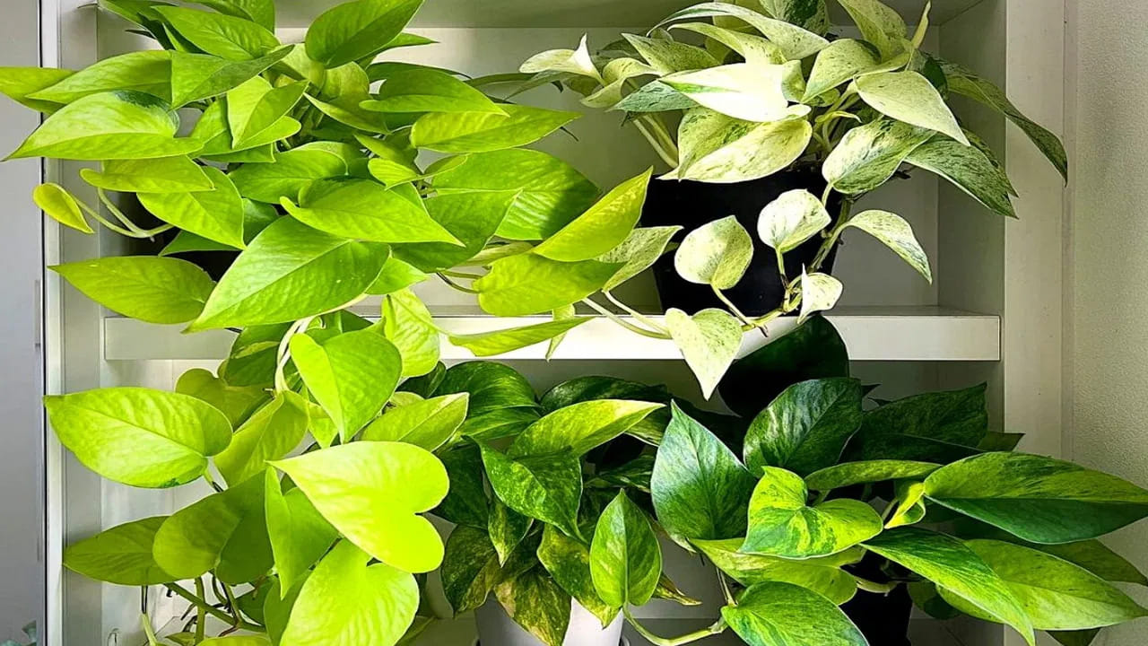 Money Plant 3