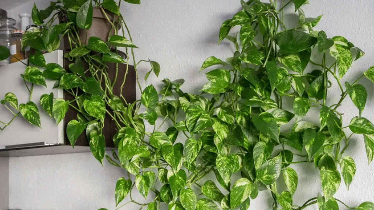 Money Plant 5