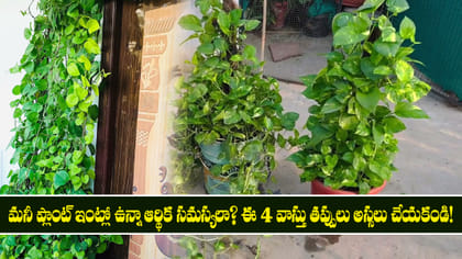 మనీ ప్లాంట్ ఇంట్లో ఉన్నా ఆర్థిక సమస్యలా? ఈ తప్పులు చేయకండి