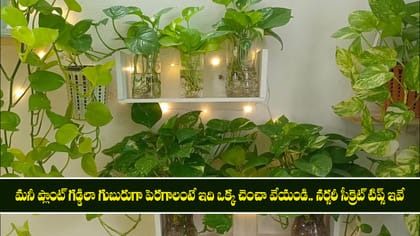 మనీ ప్లాంట్ గడ్డిలా గుబురుగా పెరగాలంటే ఇది ఒక్క చెంచా వేయండి..