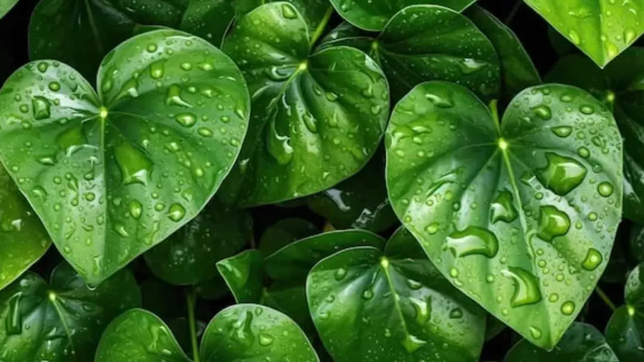 Money Plant