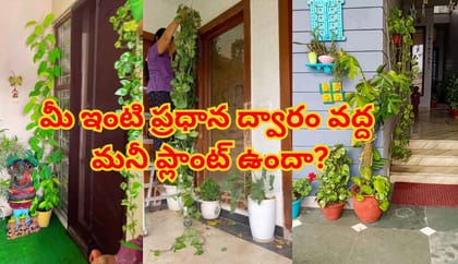 ఇంటి ప్రధాన ద్వారం వద్ద మనీ ప్లాంట్ పెడుతున్నారా?ఈ వాస్తు తప్పులు