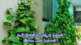 మనీ ప్లాంట్ విషయంలో ఈ ఒక్క తప్పు చేయవద్దు.. ఆర్థిక కష్టాలు తప్పవట