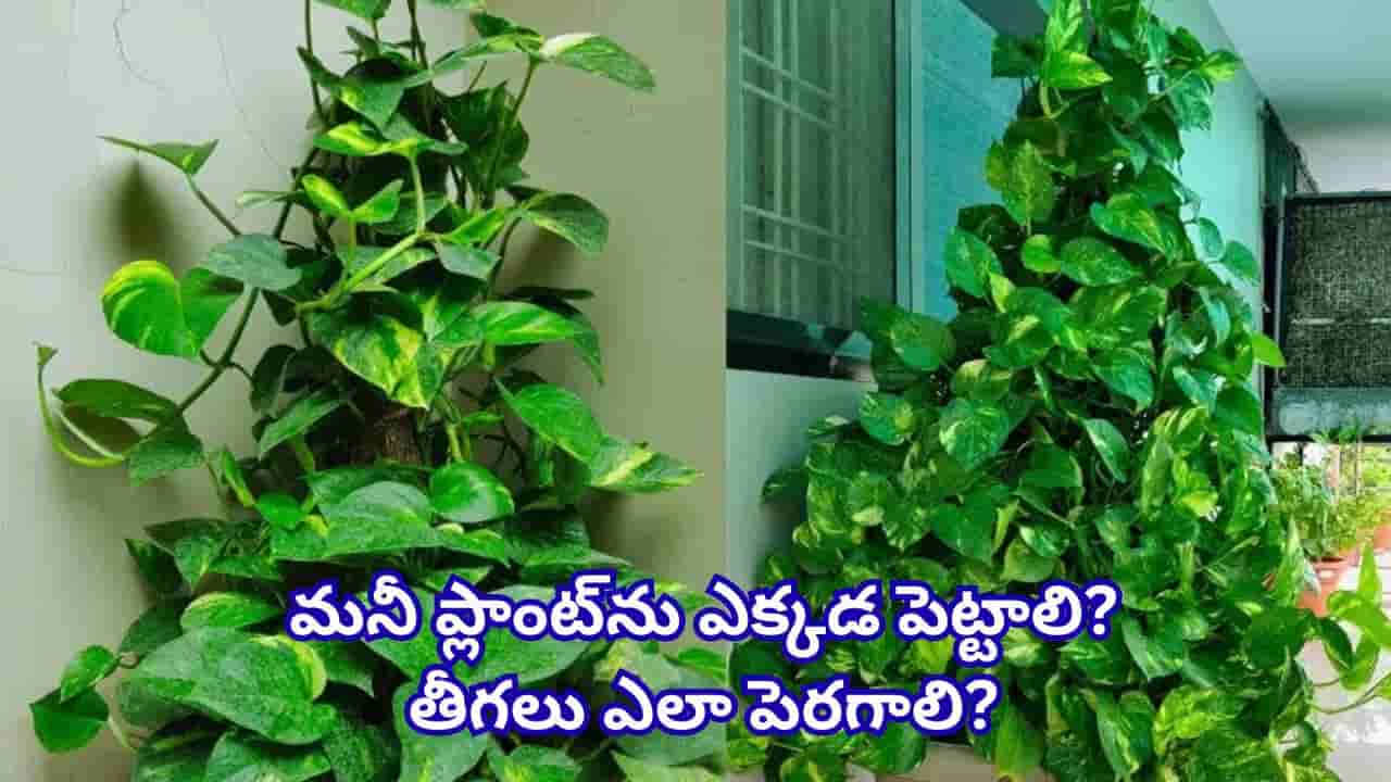 Vastu Tips: మనీ ప్లాంట్ విషయంలో ఈ ఒక్క తప్పు చేయవద్దు.. ఆర్థిక కష్టాలు తప్పవట!
