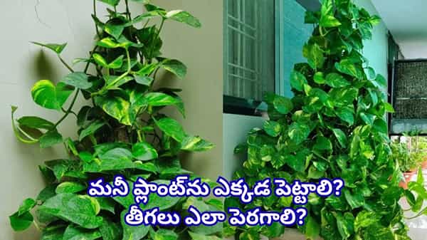 Vastu Tips: మనీ ప్లాంట్ విషయంలో ఈ ఒక్క తప్పు చేయవద్దు.. ఆర్థిక కష్టాలు తప్పవట!