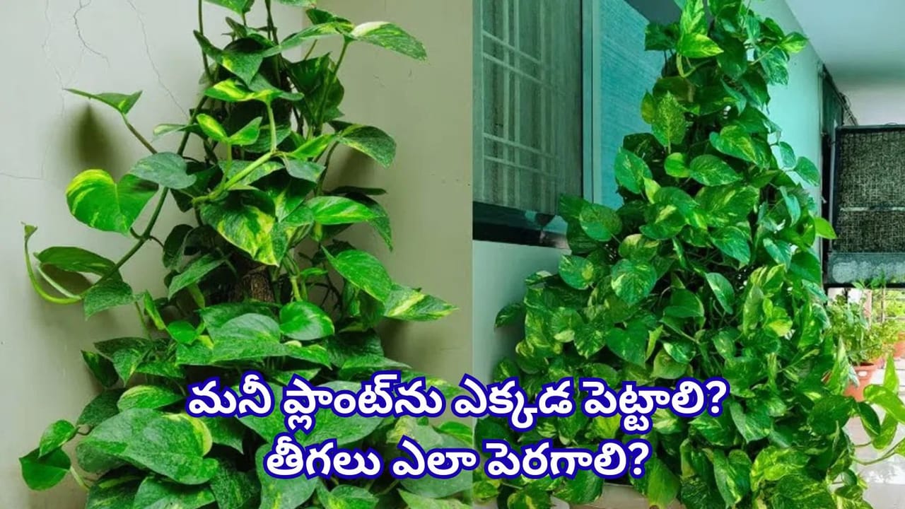 Vastu Tips: మనీ ప్లాంట్ విషయంలో ఈ ఒక్క తప్పు చేయవద్దు.. ఆర్థిక కష్టాలు తప్పవట!