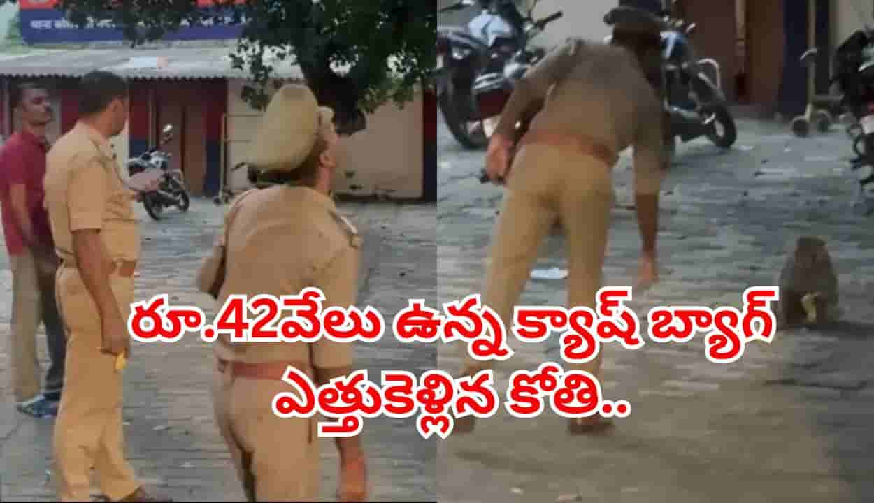 వార్నీ వానరం ఎంత పని చేసింది..? రూ.42వేలు ఉన్న క్యాష్ బ్యాగ్ ఎత్తుకెళ్లిన కోతి..ఏం చేసిందంటే..