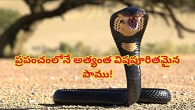 ప్రపంచంలోనే అత్యంత విషపూరితమైన పాము.. ఒక్క కాటుతో 100మంది ఖతం!