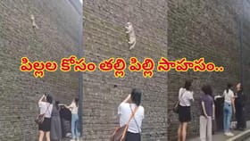 పిల్లల కోసం ప్రాణాలకు తెగించిన తల్లి పిల్లి.. ఏం చేసిందో చూస్తే