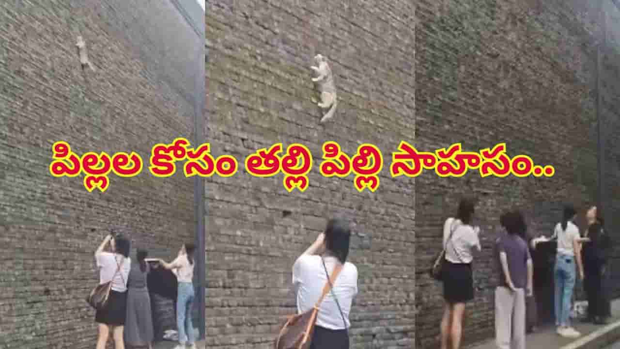 పిల్లల కోసం ప్రాణాలకు తెగించిన తల్లి పిల్లి.. ఏం చేసిందో చూస్తే షాక్ అవుతారు..భావోద్వేగ వీడియో వైరల్