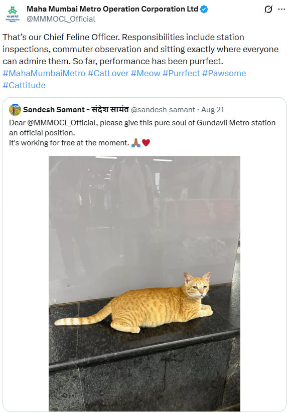 Mumbai Metro Resident Light Brown Cat Gets A Job