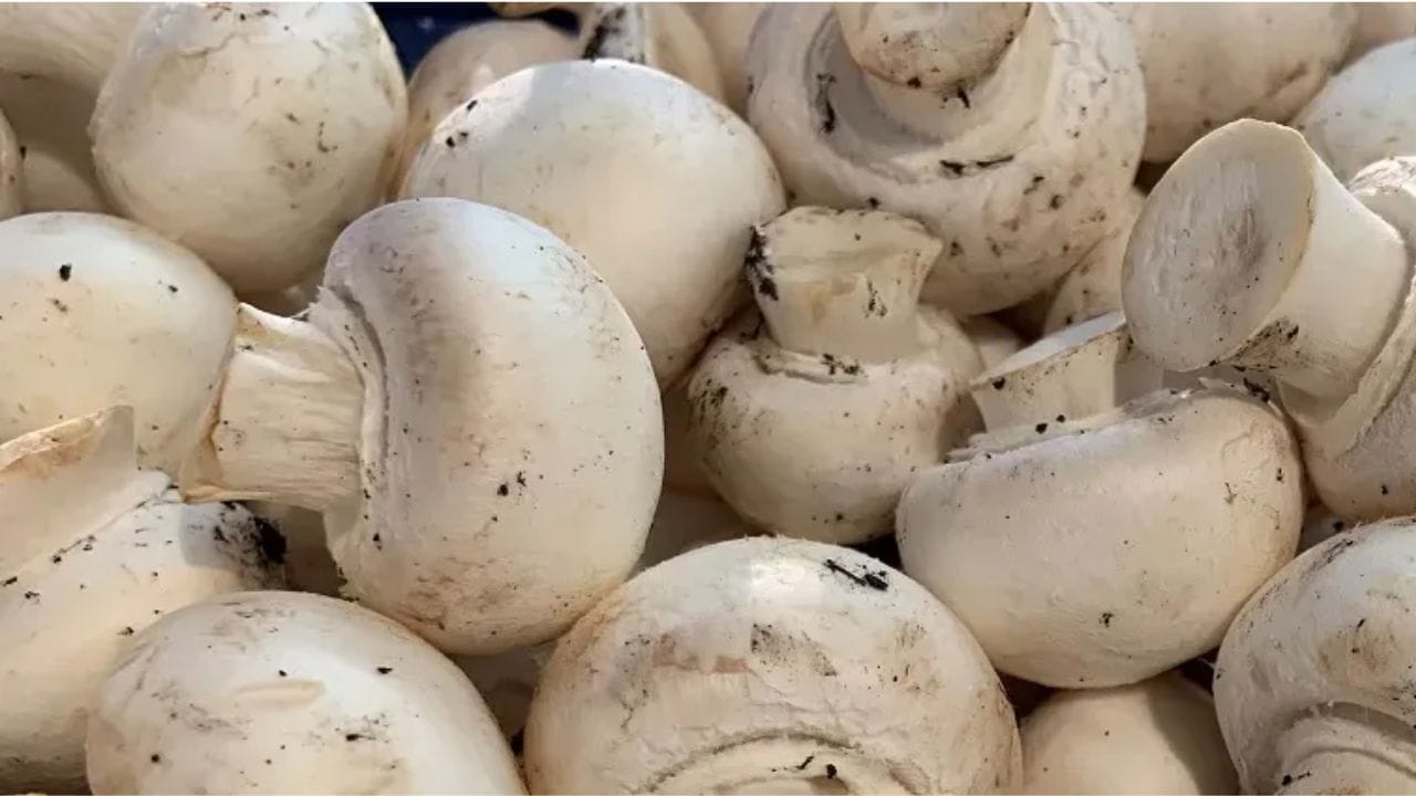 Mushrooms