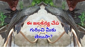గోదావరిలో మత్స్యకారుడి వలకు చిక్కిన అరుదైన జలకన్య..!