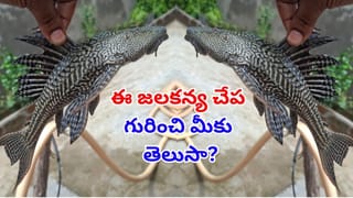 Viral Video: మత్స్యకారుడి వలకు చిక్కిన జలకన్య..! ఈ వింత చేప గురించి మీకు తెలుసా?