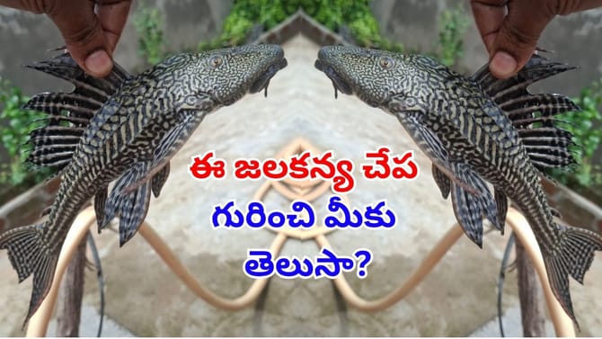 గోదావరిలో మత్స్యకారుడి వలకు చిక్కిన అరుదైన జలకన్య..!