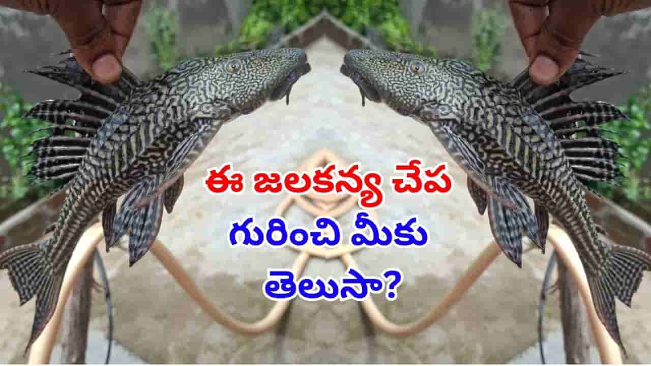Viral Video: మత్స్యకారుడి వలకు చిక్కిన జలకన్య..! ఈ వింత చేప గురించి మీకు తెలుసా?
