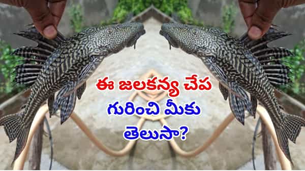 Viral Video: మత్స్యకారుడి వలకు చిక్కిన జలకన్య..! ఈ వింత చేప గురించి మీకు తెలుసా?