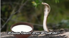 నాగపంచమి రోజున పాములకు పాలు ఎందుకు పోస్తారు? అసలు కారణం తెలుసా?