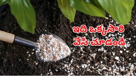 అరెరే ఇన్నాళ్లు తెలీదే.. మొక్క మొదట్లో ఇదొక్కటి వేస్తే చాలు