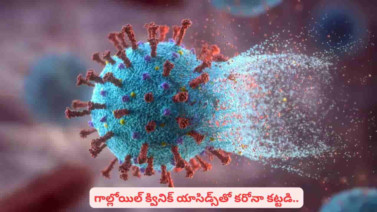 అడవుల్లో దొరికే ఆకులతో కొవిడ్–19 వైరస్ను అరికట్టవచ్చా..? పూర్తి వివరాలివే