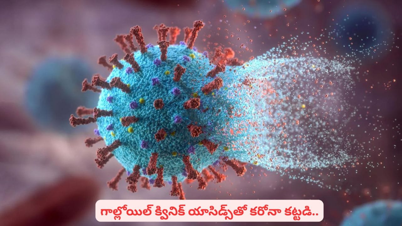 అడవుల్లో దొరికే ఆకులతో కొవిడ్–19 వైరస్ను అరికట్టవచ్చా..? పూర్తి వివరాలివే