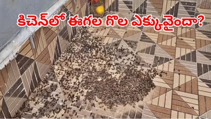 వంటింట్లో ఈగల గోల ఎక్కువైందా?.. ఇలా తరిమికొట్టండి!