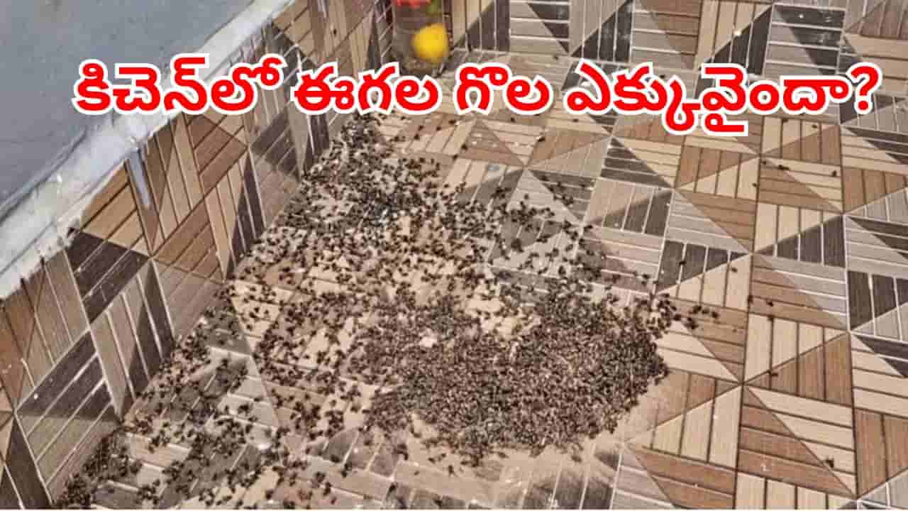 Kitchen Tips: వంటింట్లో ఈగల గోల ఎక్కువైందా?.. ఈ చిన్న చిట్కాతో క్షణాల్లో తరిమికొట్టండి!