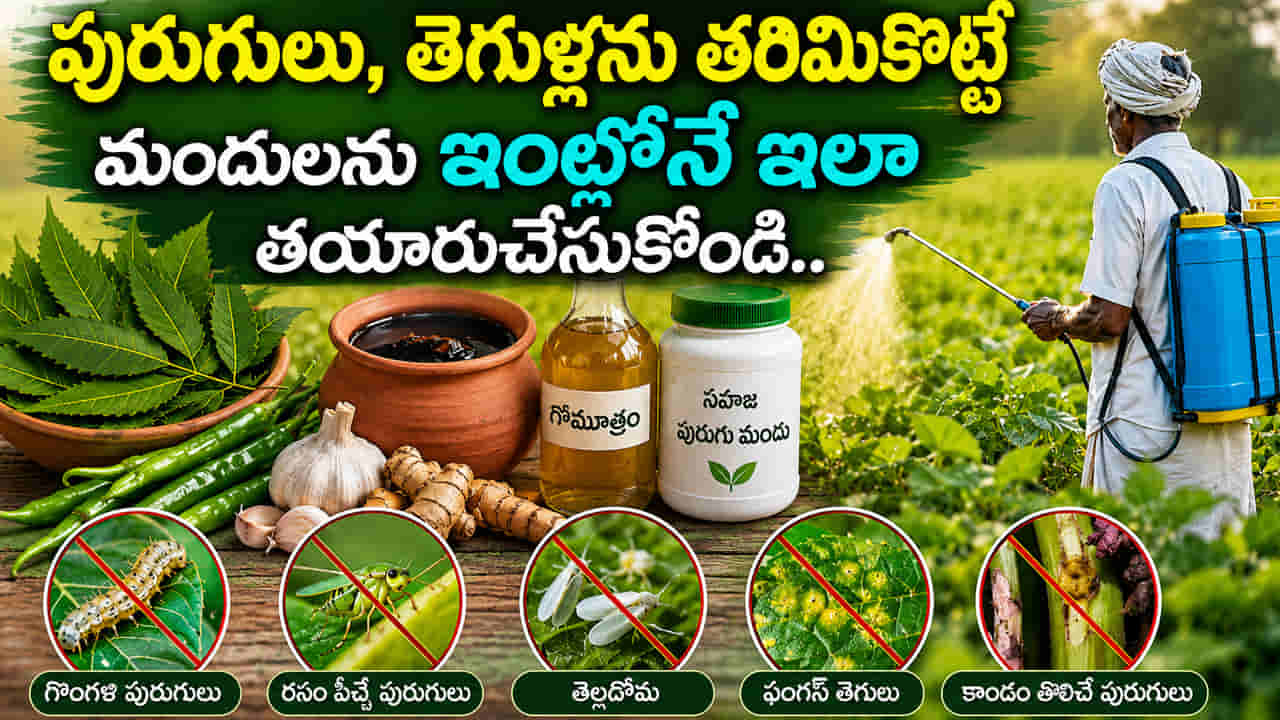 రైతన్నకు మస్త్ పైసల్ ఆదా.. పురుగులు, తెగుళ్లను తరిమికొట్టే మందులను ఇంట్లోనే ఇలా తయారుచేసుకోండి..