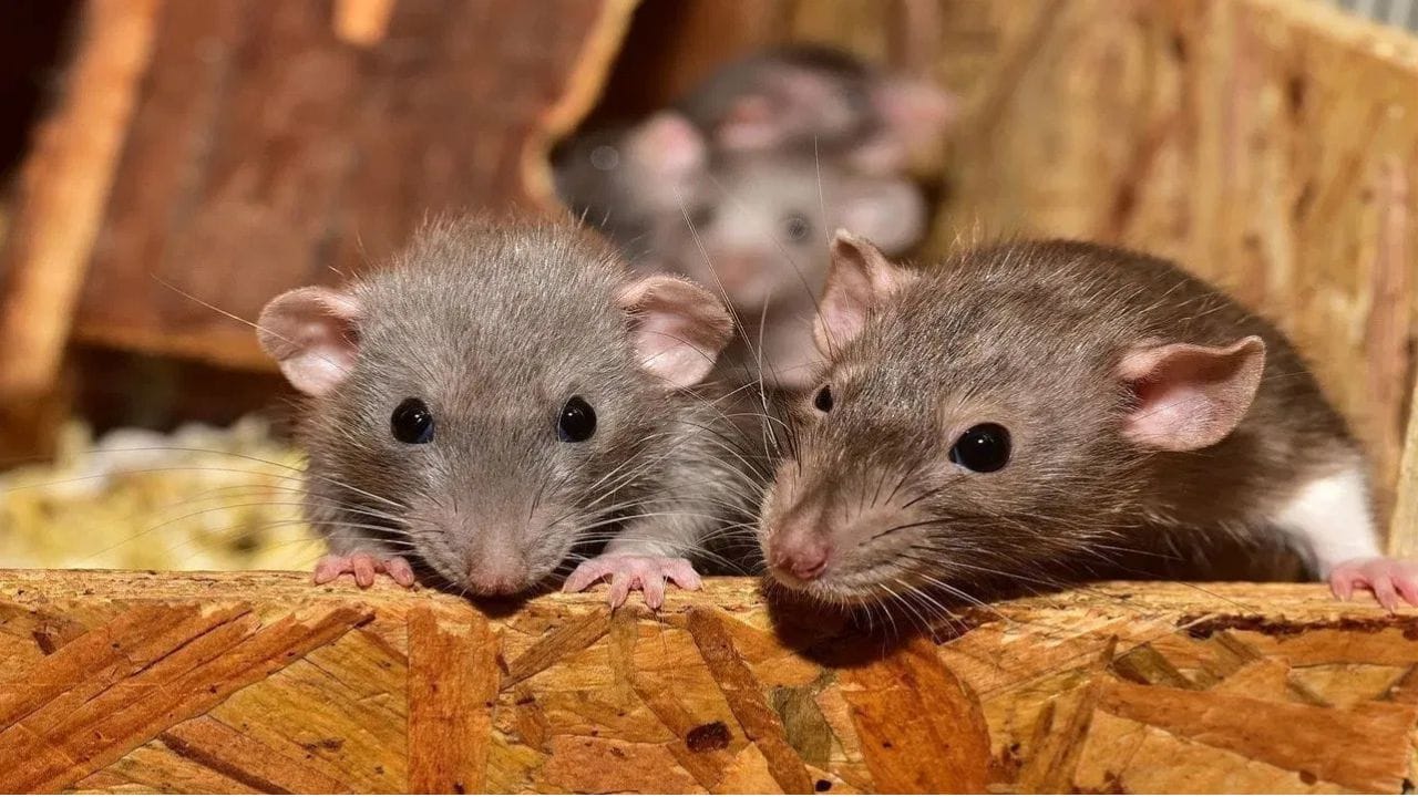 Natural Rat Repellent