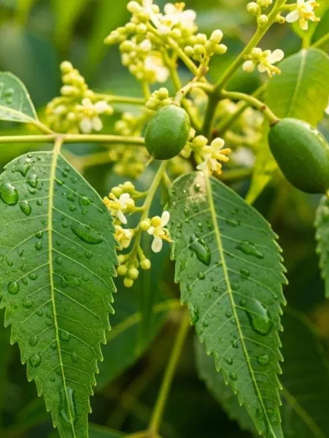 ఎలాంటి స్కిన్ ఎలర్జీ అయినా ఇదొక్కటి చాలు