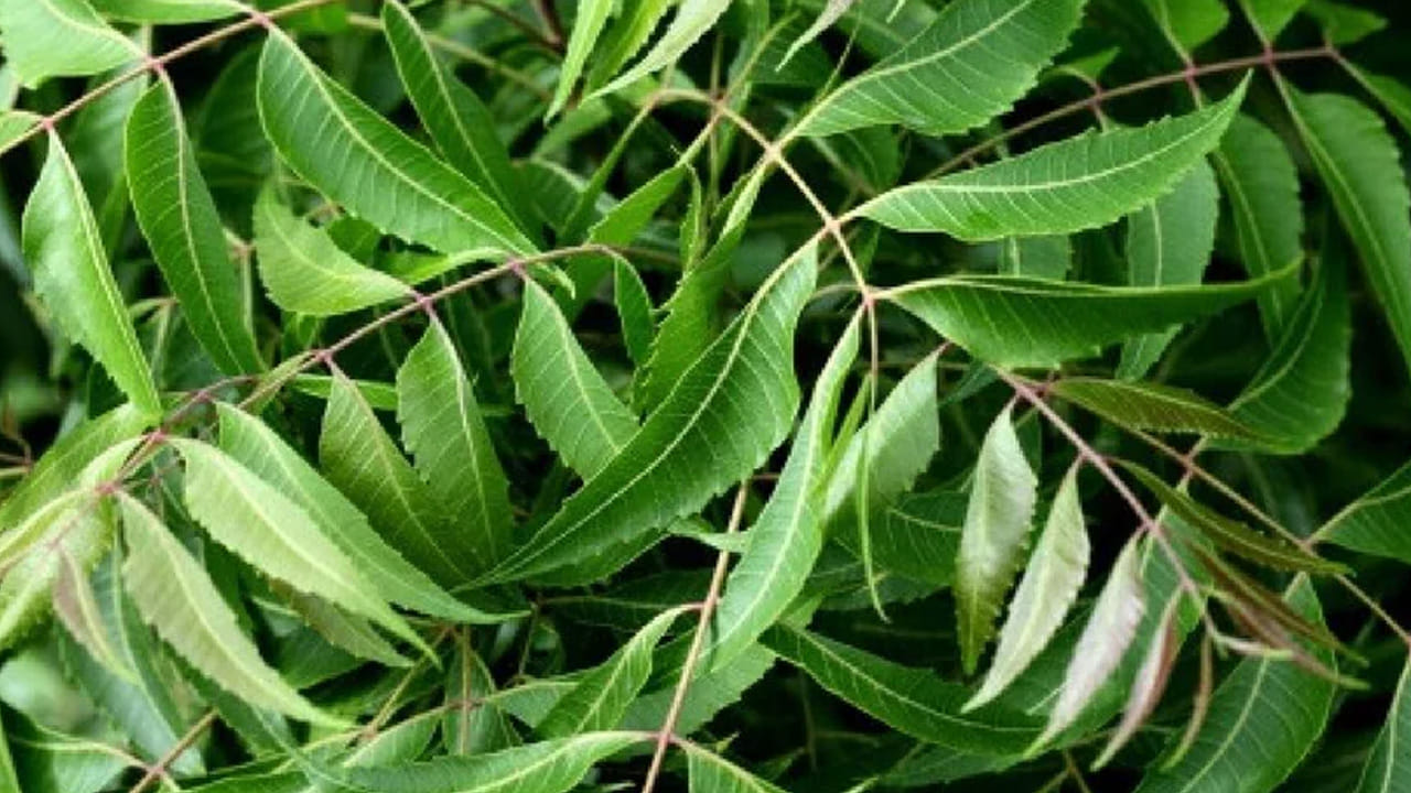 Neem 2